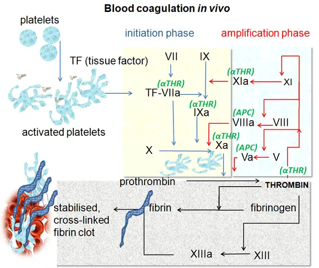 Thrombin time (TT) &#8211; blood clotting, the course of the examination, deviations from the norm