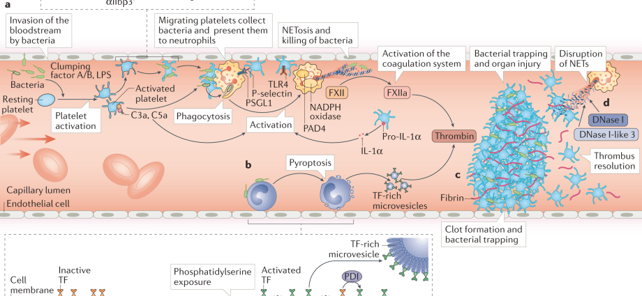 Thrombosis with COVID-19 and after vaccination. The cardiologist tells you what to pay special attention to