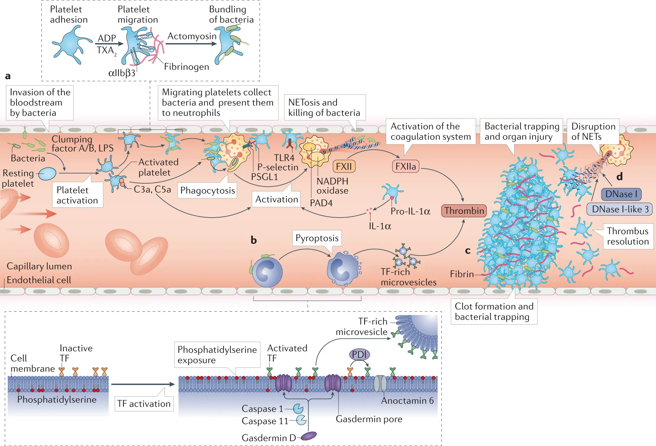 Thrombosis with COVID-19 and after vaccination. The cardiologist tells you what to pay special attention to