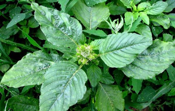 Throwing shiritsa: description, composition and benefits + weed harm and effective methods of control and prevention of occurrence