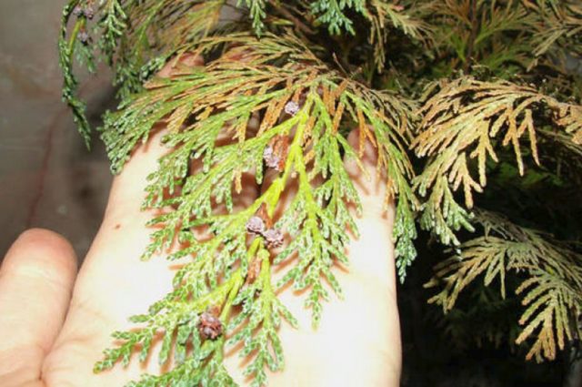 Thuja care in the spring: growing on the street, in the garden, in the country, the rules of planting and care in the Moscow region, the Leningrad region