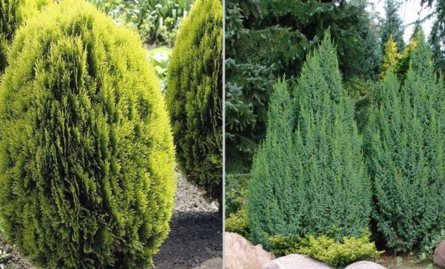 Thuja care in the spring: growing on the street, in the garden, in the country, the rules of planting and care in the Moscow region, the Leningrad region