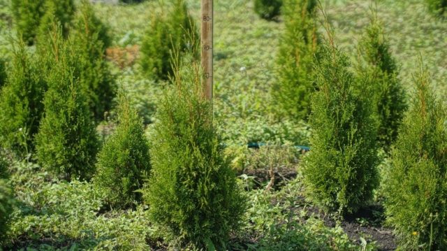 Thuja care in the spring: growing on the street, in the garden, in the country, the rules of planting and care in the Moscow region, the Leningrad region