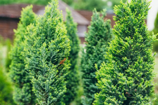 Thuja care in the spring: growing on the street, in the garden, in the country, the rules of planting and care in the Moscow region, the Leningrad region