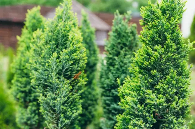 Thuja care in the spring: growing on the street, in the garden, in the country, the rules of planting and care in the Moscow region, the Leningrad region