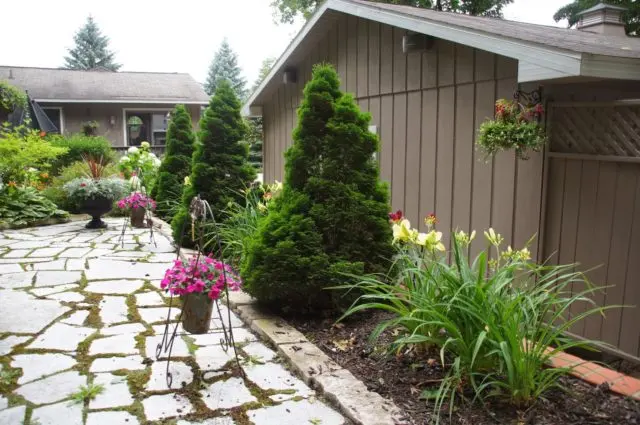 Thuja care in the spring: growing on the street, in the garden, in the country, the rules of planting and care in the Moscow region, the Leningrad region
