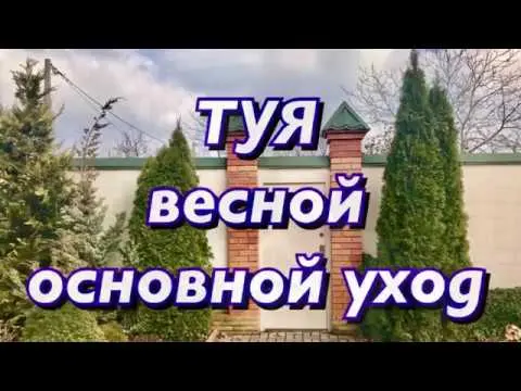 Thuja care in the spring: growing on the street, in the garden, in the country, the rules of planting and care in the Moscow region, the Leningrad region