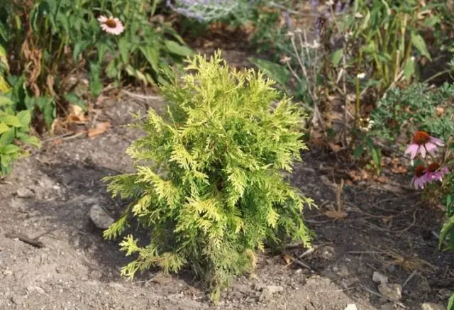 Thuja care in the spring: growing on the street, in the garden, in the country, the rules of planting and care in the Moscow region, the Leningrad region