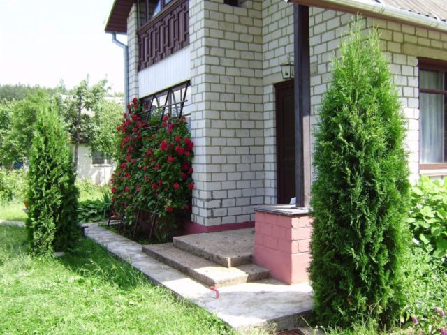 Thuja care in the spring: growing on the street, in the garden, in the country, the rules of planting and care in the Moscow region, the Leningrad region