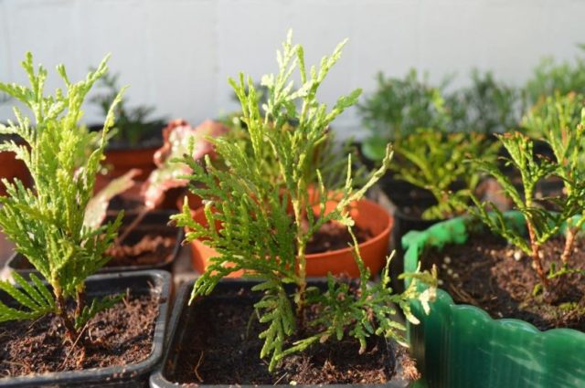 Thuja care in the spring: growing on the street, in the garden, in the country, the rules of planting and care in the Moscow region, the Leningrad region