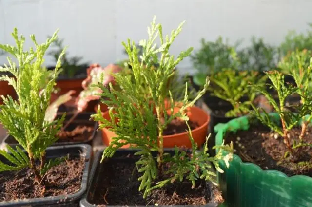 Thuja care in the spring: growing on the street, in the garden, in the country, the rules of planting and care in the Moscow region, the Leningrad region