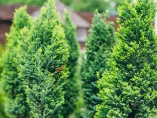 Thuja care in the spring: growing on the street, in the garden, in the country, the rules of planting and care in the Moscow region, the Leningrad region