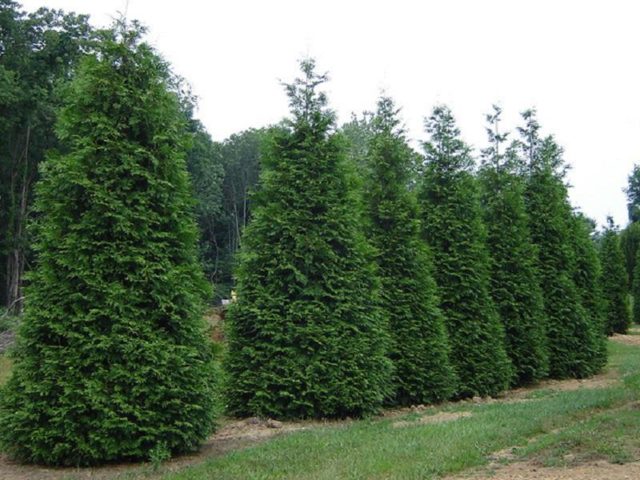 Thuja columnar: photo, varieties, description