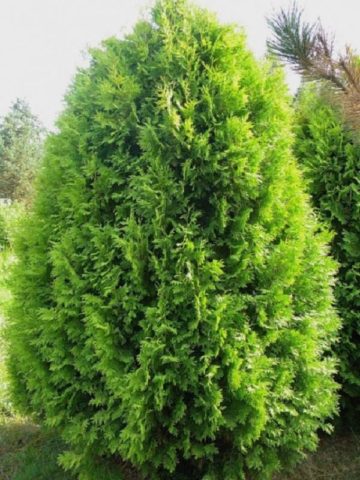 Thuja columnar: photo, varieties, description