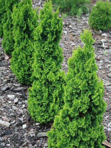 Thuja columnar: photo, varieties, description