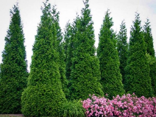 Thuja columnar: photo, varieties, description