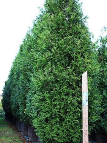 Thuja columnar: photo, varieties, description