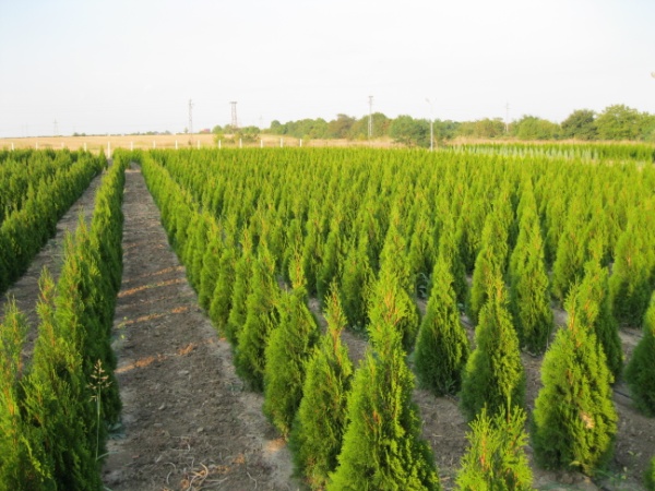 Thuja columnar: photo, varieties, description