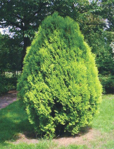 Thuja columnar: photo, varieties, description