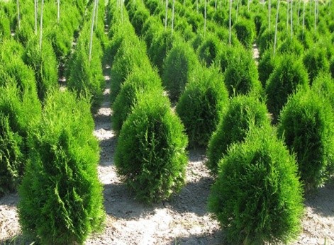 Thuja columnar: photo, varieties, description