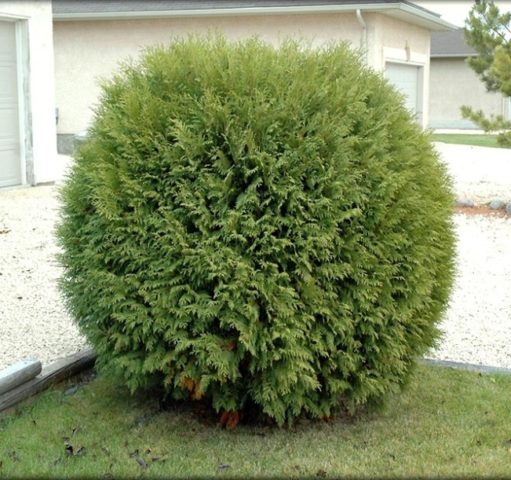 Thuja columnar: photo, varieties, description