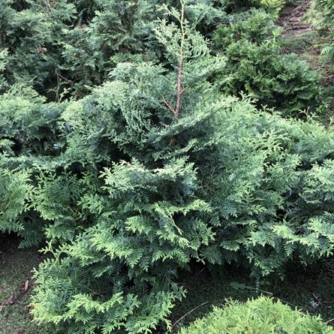 Thuja columnar: photo, varieties, description