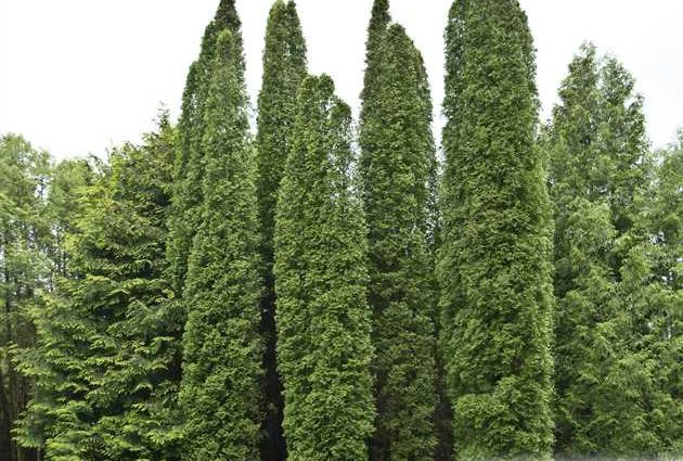 Thuja columnar: photo, varieties, description