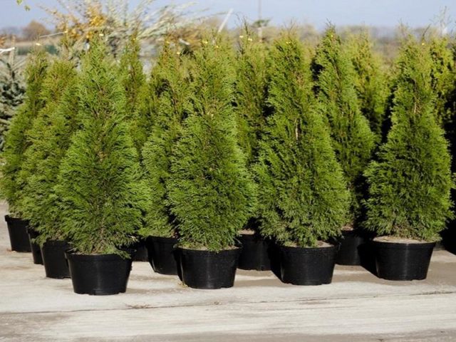 Thuja columnar: photo, varieties, description