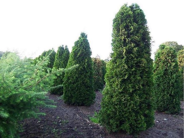 Thuja columnar: photo, varieties, description