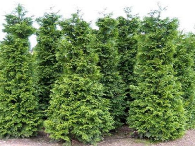 Thuja columnar: photo, varieties, description