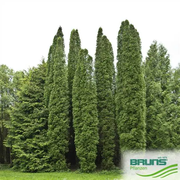 Thuja columnar: photo, varieties, description