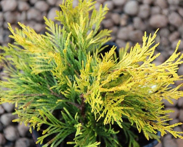 Thuja folded Foreva Goldi (Forever Goldi, Forever Goldi): photo and description