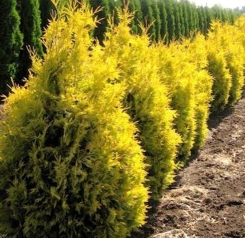 Thuja folded Foreva Goldi (Forever Goldi, Forever Goldi): photo and description