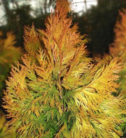 Thuja folded Foreva Goldi (Forever Goldi, Forever Goldi): photo and description