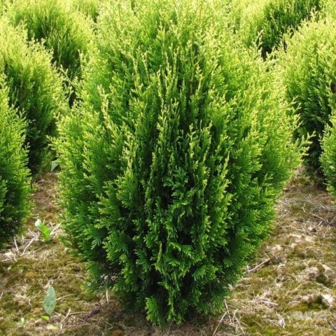 Thuja folded Kornik (Kornik): description, photo, height