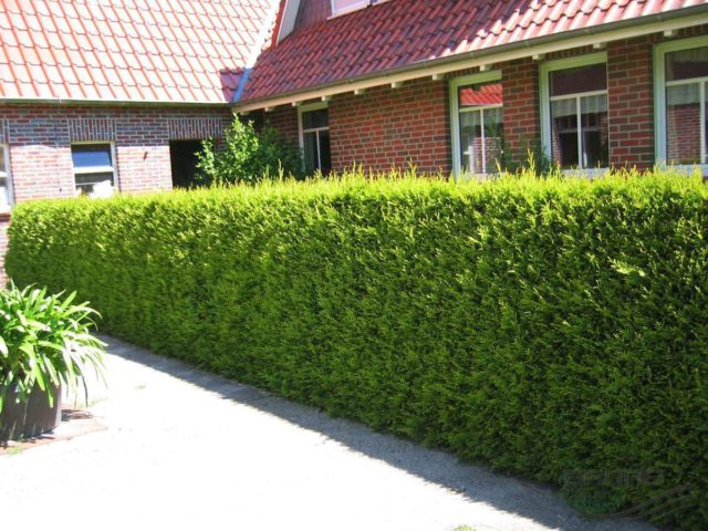 Thuja folded Kornik (Kornik): description, photo, height