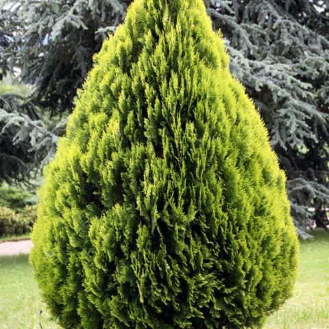 Thuja folded Kornik (Kornik): description, photo, height