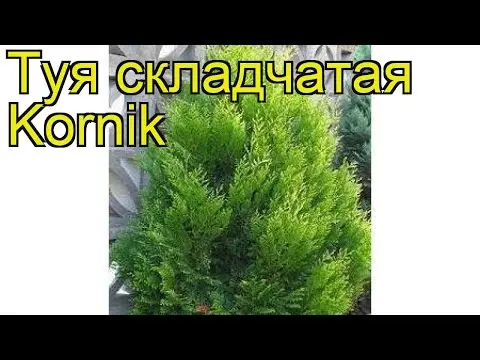 Thuja folded Kornik (Kornik): description, photo, height