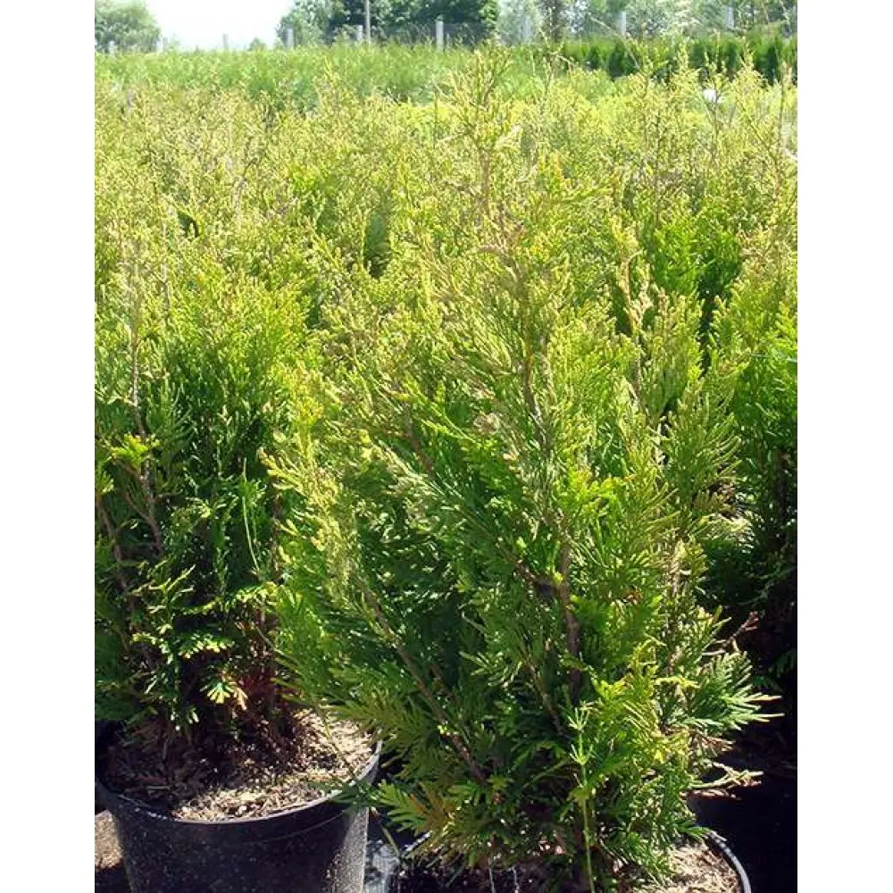 Thuja folded Kornik (Kornik): description, photo, height