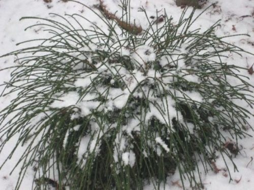 Thuja folded Vaypkord (Vipkord, Whipcord): description, photo, reviews