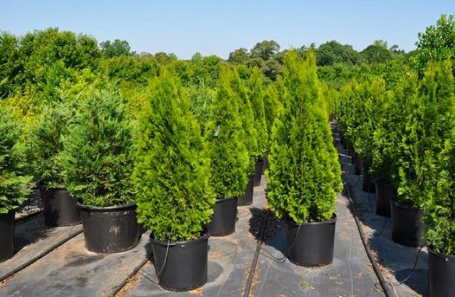 Thuja giant (folded, thuja plicata): description of varieties with photos and names