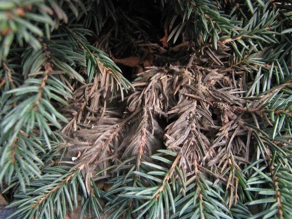 Thuja giant (folded, thuja plicata): description of varieties with photos and names