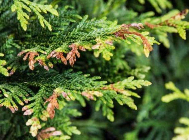 Thuja giant (folded, thuja plicata): description of varieties with photos and names