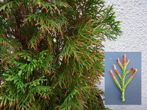 Thuja giant (folded, thuja plicata): description of varieties with photos and names