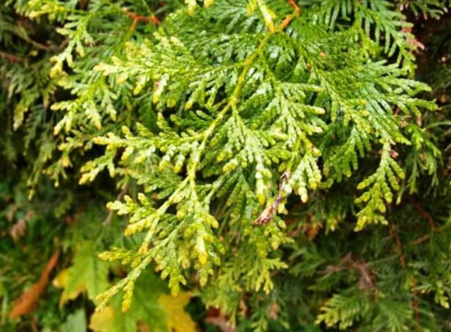 Thuja giant (folded, thuja plicata): description of varieties with photos and names