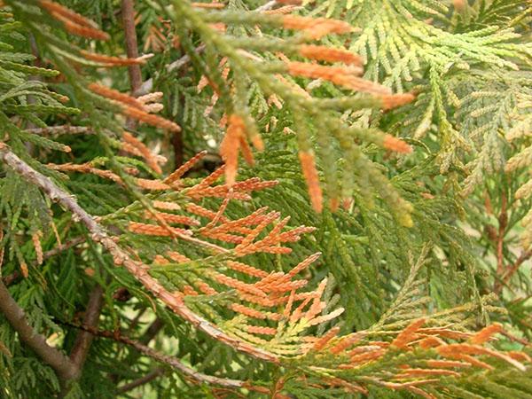 Thuja giant (folded, thuja plicata): description of varieties with photos and names