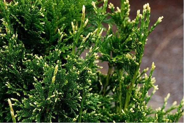 Thuja giant (folded, thuja plicata): description of varieties with photos and names