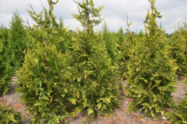 Thuja giant (folded, thuja plicata): description of varieties with photos and names