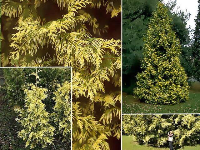 Thuja giant (folded, thuja plicata): description of varieties with photos and names