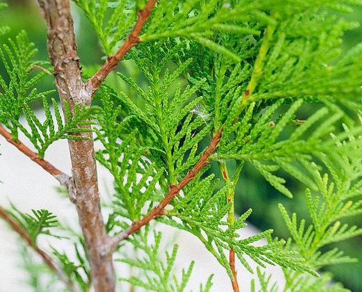 Thuja giant (folded, thuja plicata): description of varieties with photos and names